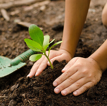 tree planting